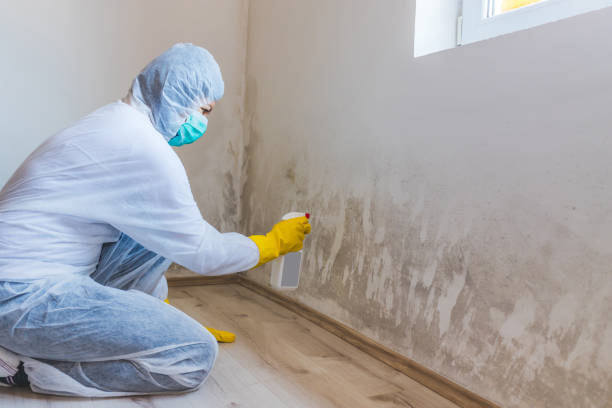 Licensed Basement Mold Remediation service in Audubon, PA - Mold Remediation HQ