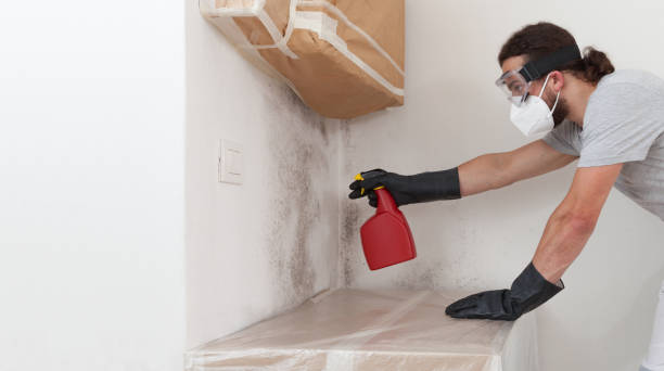 Professional Basement Mold Remediation technician working in Audubon, PA