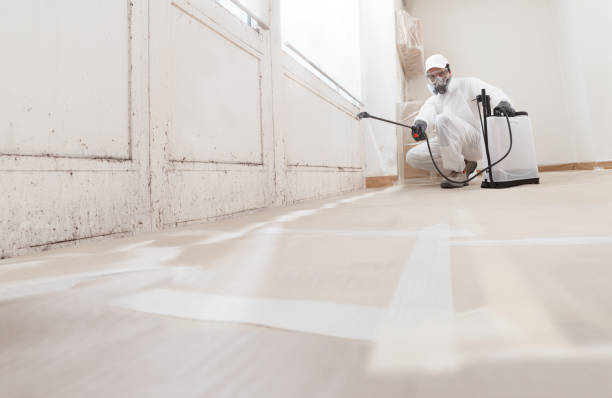 24/7 Emergency Basement Mold Remediation experts in Audubon, PA