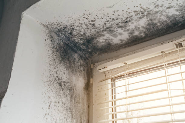 Affordable Basement Mold Remediation solutions in Audubon, PA