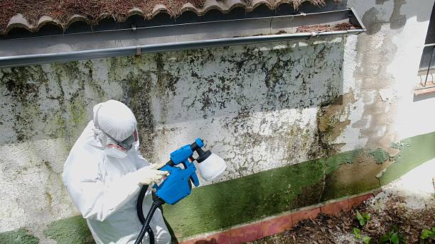 Top rated local Basement Mold Remediation specialists in Audubon, PA